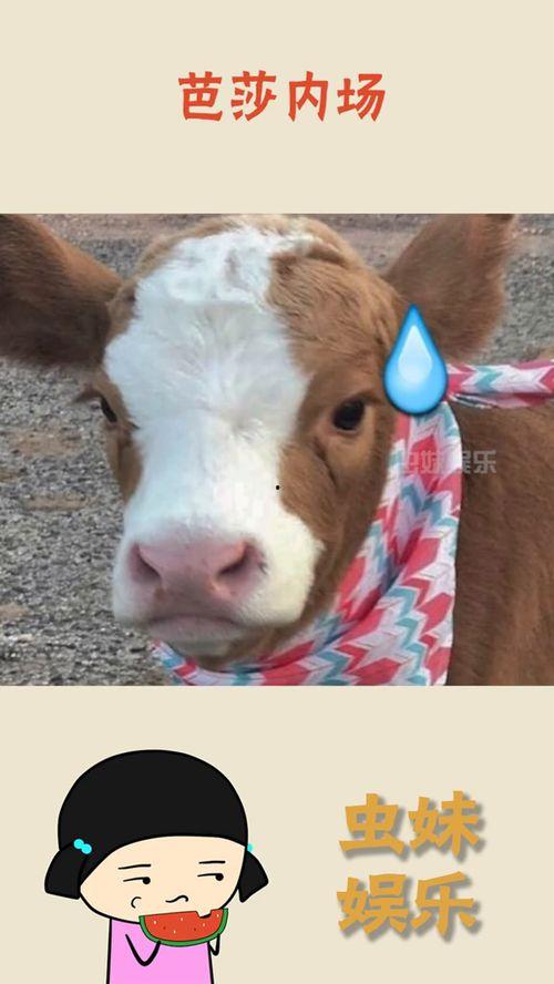 娱乐吃瓜酱胖猫